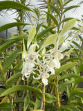 Orchid Plant Den.   2 rooted stem  no pot bare root Orchids
