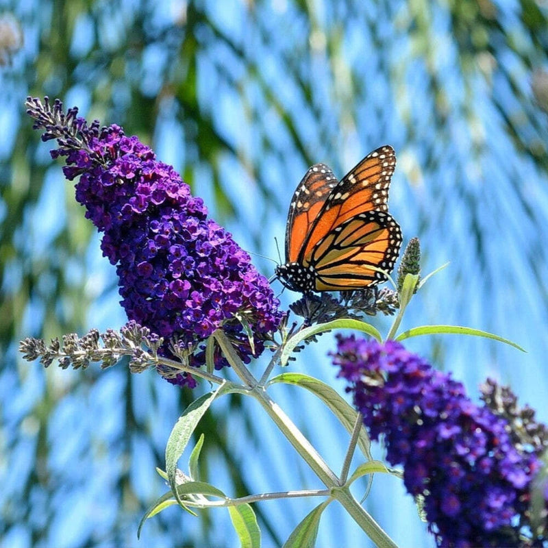 50 Dark PURPLE BUTTERFLY BUSH Buddleja Davidii Hummingbird Shrub Fragrant Flower Flowering Plants
