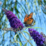 50 Dark PURPLE BUTTERFLY BUSH Buddleja Davidii Hummingbird Shrub Fragrant Flower Flowering Plants