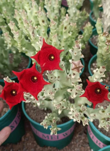 Multiple Heads Cactus Plant Caralluma Socotrana Beautiful Cactus Garden 8-12cm Garden Plants
