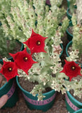 Multiple Heads Cactus Plant Caralluma Socotrana Beautiful Cactus Garden 8-12cm Garden Plants