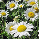 2,500+ Ox Eye Daisy Flower Seeds Perennial Chrysanthemum Lequcanthem Organic Daisies