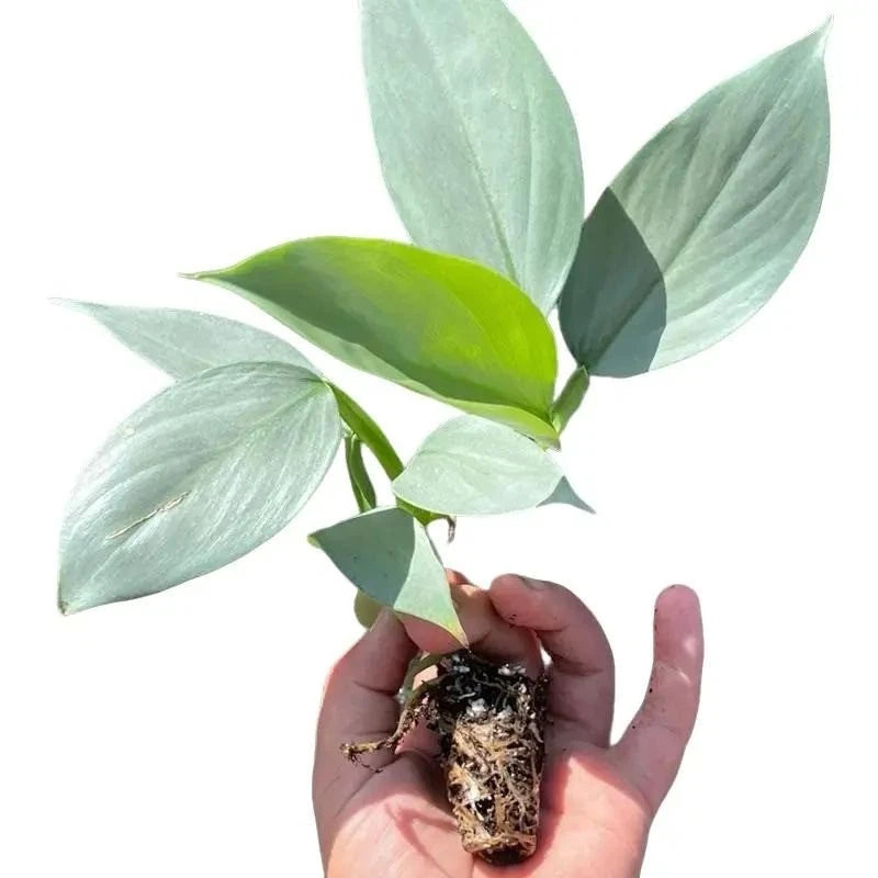 Philodendron plug plant with several green leaves, held in hand with soil visible