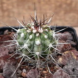 D3475 COPIAPOA LONGISPINA pot10-H5-W5 cm MaMa Cactus Green Plant