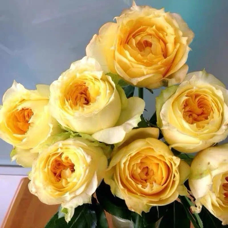 Cream and yellow cut roses bouquet with full layered petals