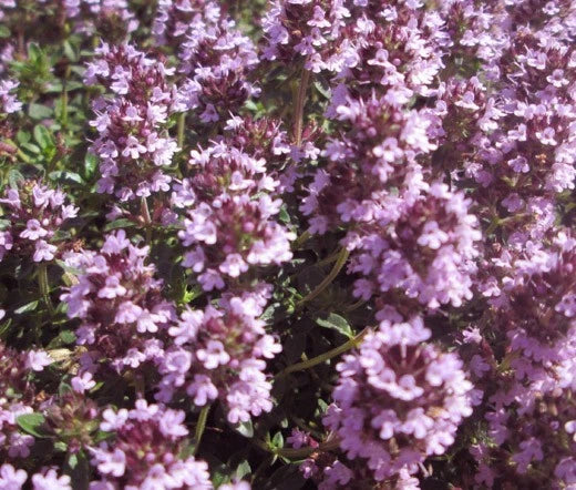 THYME MOTHER OF THYME Thymus Praecox - 500 Bulk Seeds Garden Plants