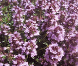 THYME MOTHER OF THYME Thymus Praecox - 500 Bulk Seeds Garden Plants