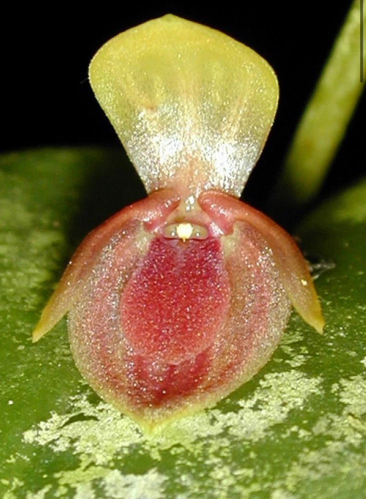 Miniature Pleurothallis bivalvis orchid flower with yellow sepals and red center on green moss