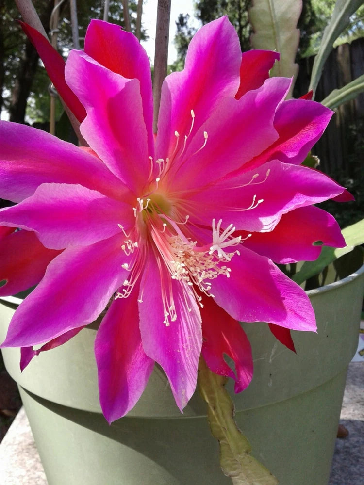 Epiphyllum orchid cactus cutting with bright magenta flower in gray pot