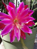 Epiphyllum Orchid  Fresh cutting plant Cactus  different sizes,to Orchids