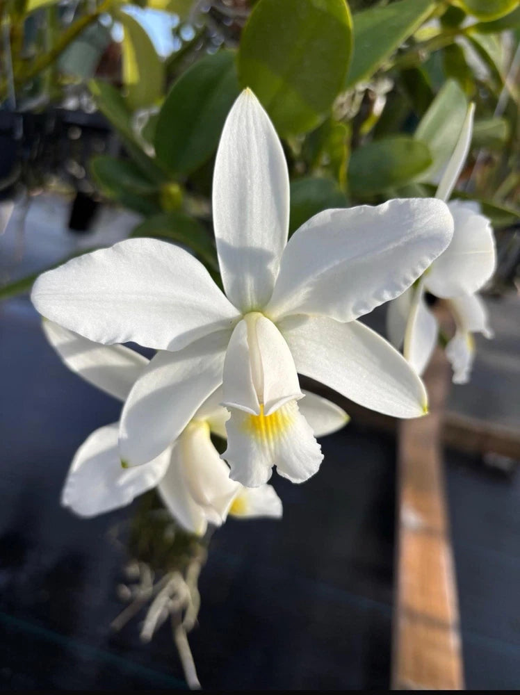 Cattleya orchid bloom with white petals and yellow center