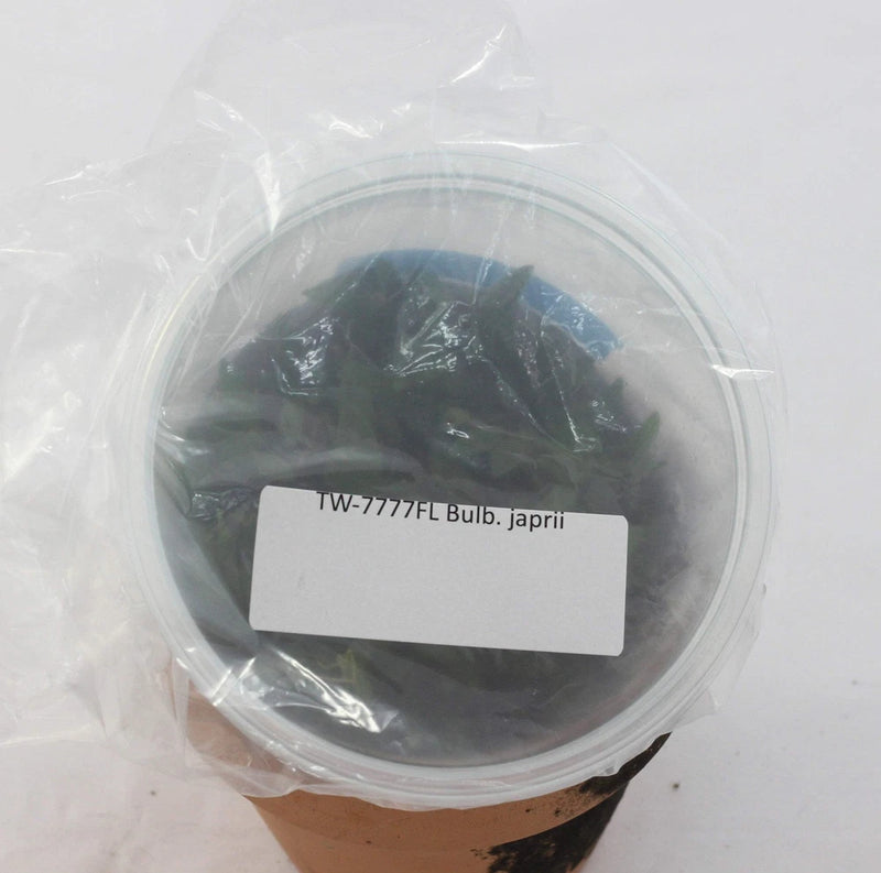 FLASK japrii orchid bulb in clear plastic bag, dark brown bulb