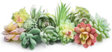 12 Pcs Artificial Succulents Mini Fake Plants Unpotted Faux Succulent for Craft, Green Plant