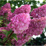 20 SEEDS for Bloomy Pink HYDRANGEA RARE flower exotic bush plant USA Seller 14B Hydrangea