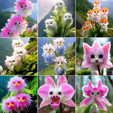 35+ Big Flower Faced Cat Orchid Seeds Are Full Of Fragrant Potted Garden Plants Orchids