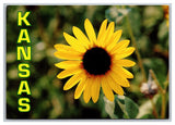 Native Sunflower State Flower Of Kansas Postcard Continental View Sunflower