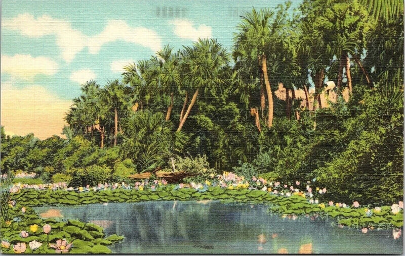 Water Lilies Bloom Sunny South Linen Postcard VTG UNP Curt Teich Vintage Unused Lily
