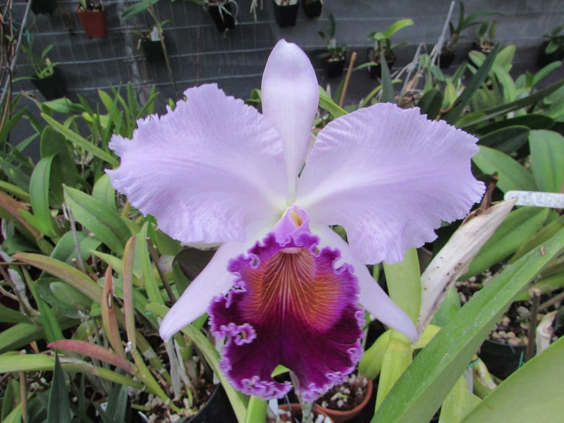Cattleya orchid bloom with pale lavender petals and deep purple-magenta center