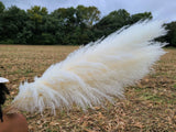 Extra Large Fluffy White Ivory Pampas Grass Jumbo Pampas Grass