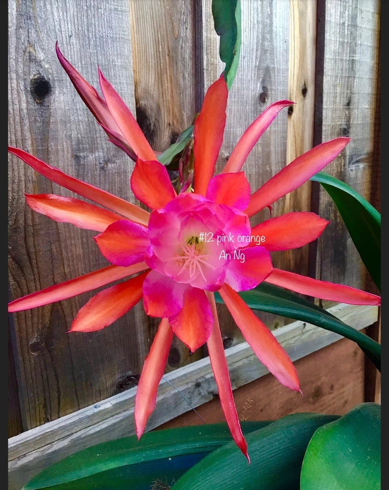 Epiphyllum orchid cutting with bright red and pink petals, pointed leaves