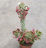 2PCS Euphorbiaceae variegated RareSucculent Plant home Garden beautiful 8-10cm Garden Plants