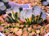 Haworthia truncata Hokusai Variegata RareSucculent Plant  Home Garden 5CM Green Plant
