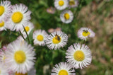 1/4 TSP + PHILADELPHIA FLEABANE DAISY SEEDS/Erigeron philadelphicus/NATIVE US Daisies