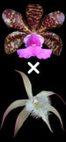 Cattleya David Sander x aclandiae Seedling 3Ó Pot - Fragrant Orchid Orchids