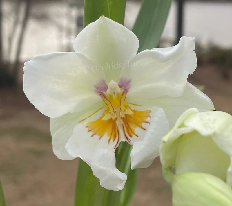 Miltoniopsis Golden Snows 'White Light'- BLOOMING SIZE!! Orchids