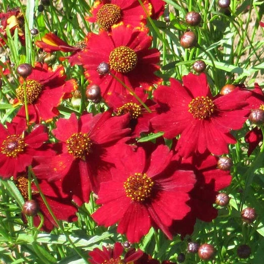 Tall Red Plains Coreopsis Seeds | Non-GMO | Free Shipping | Seed Store | 1273 Flowering Plants