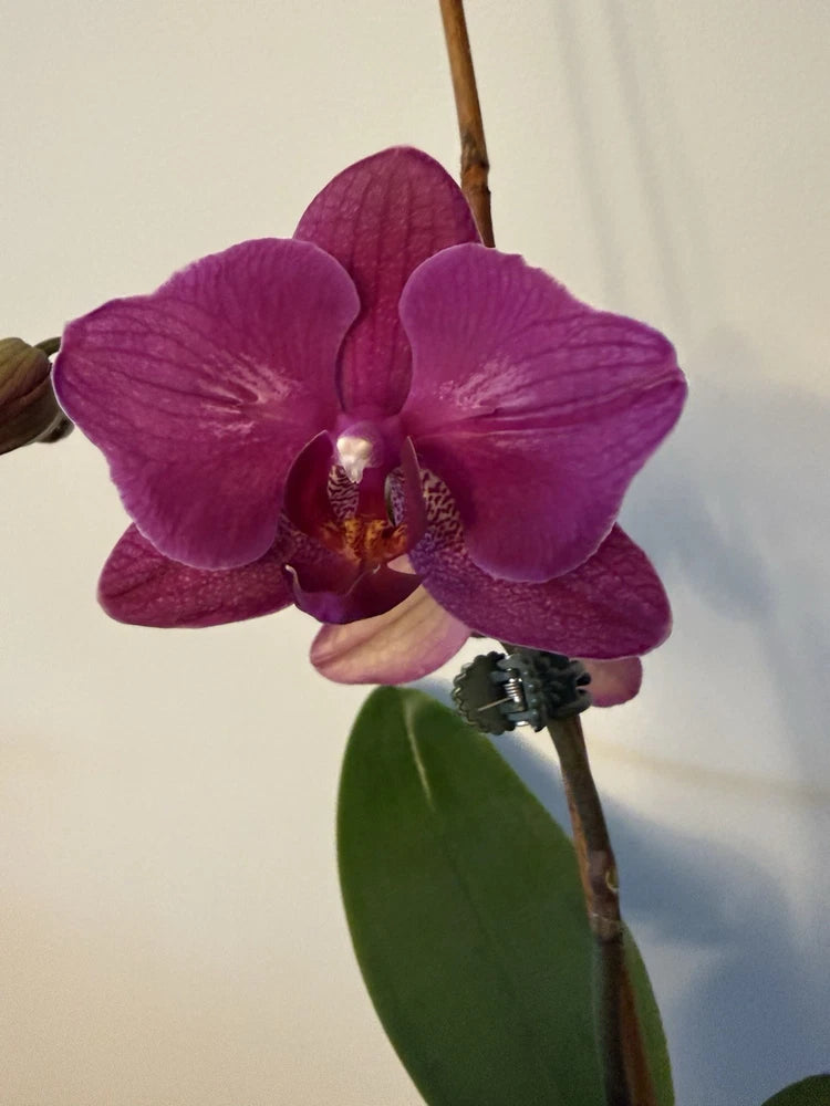 Purple orchid flower with two petals on a single stem