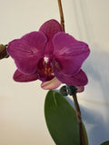 Phalaenopsis 2-eye Peloric ÒVivaldiÓ 1 Spike Orchids