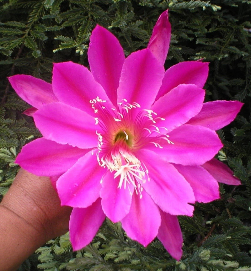 Pink orchid cactus flower with yellow center and long white stamens