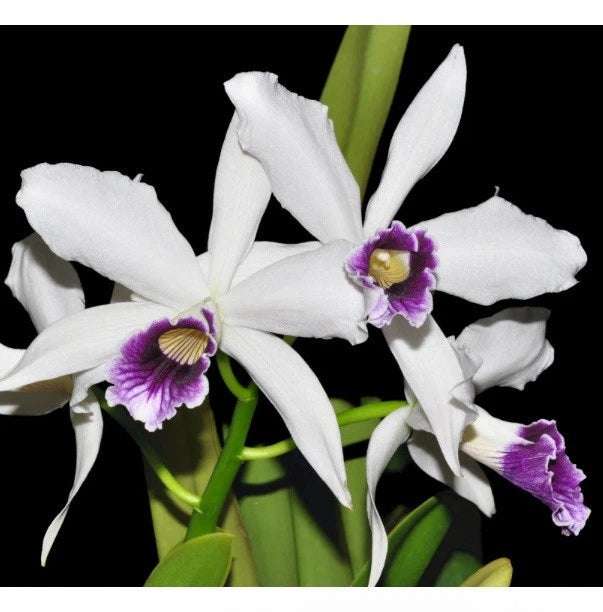 White and purple orchid hybrid with three blossoms and green stems