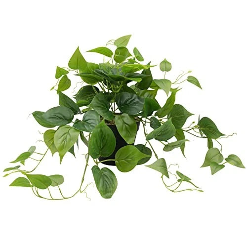 Artificial Scindapsus Aureus Fake Pothos Plants in Black Pots - Pothos-a Green Plant