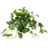 Artificial Scindapsus Aureus Fake Pothos Plants in Black Pots - Pothos-a Green Plant