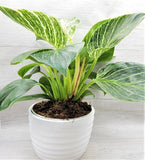 Philodendron Birkin Ð Premium Houseplant in 6Ó Pot | Rare Variegated Foliage Green Plant