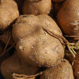 True Jicama Seeds - For 2026 Planting USA Garden Vegetable Mexican Yam Bean Root Garden Plants