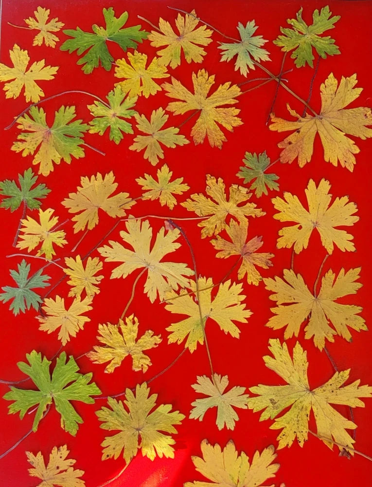 50 Real Pressed Fall Autumn Leaves, Aspen, Apricot, Linden, Oak, Apple, Maple, Dried Flower