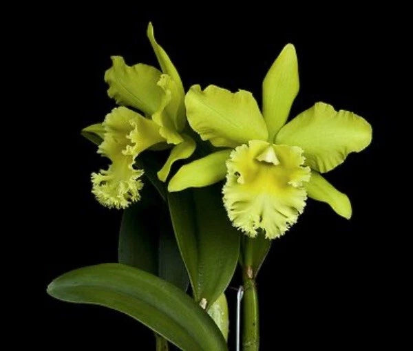 Green and yellow orchid plant with multiple blossoms and long green leaves