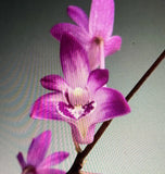ORCHID PLANTS Den Kinganum 2 stems starter plant Orchids