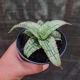 Sansevieria Hybrid Arboyo  Rare Uniqe Snake Plant Green Plant
