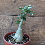 D5333 ADENIUM OBESUM pot16-H20-W7 cm MaMa Cactus Green Plant