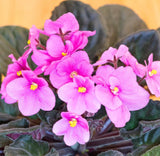 Live Violets Pink Plant Ð 3Ð5Ó Tall Ð 4Ó Pot Ð Perfect for Indoor Gardening Garden Plants