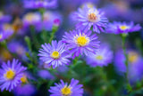 25+ Blue Corn Marigold Seeds for Garden Planting - USA - FREE SHIPPING! Garden Plants