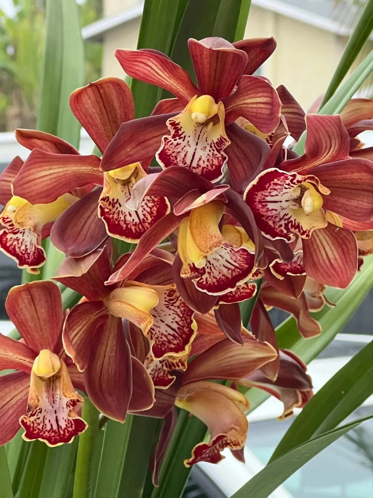 Cymbidium orchid plant with flame-brown red spotted flowers