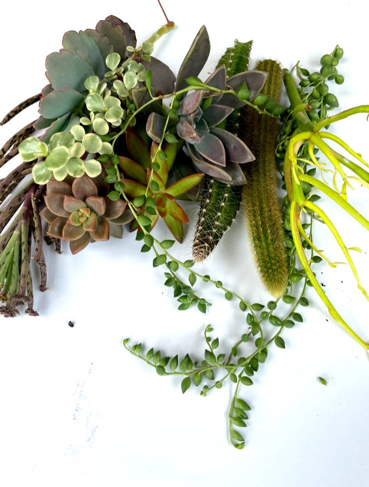 Mixed succulent plant cutting bundle with hanging green stems