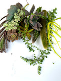 Special Varieties Cuttings ( string of peals. succulent plants &&~~) Orchids