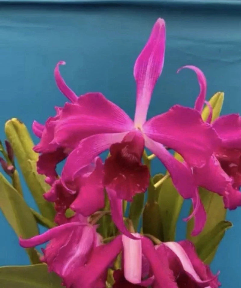 Pink Cattleya orchid with clustered ruffled petals and green stems