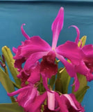 Cattleya purpurata Sanguinea X Rubra Fragrant Orchid Species 6Ó RePot (CJ12) Orchids